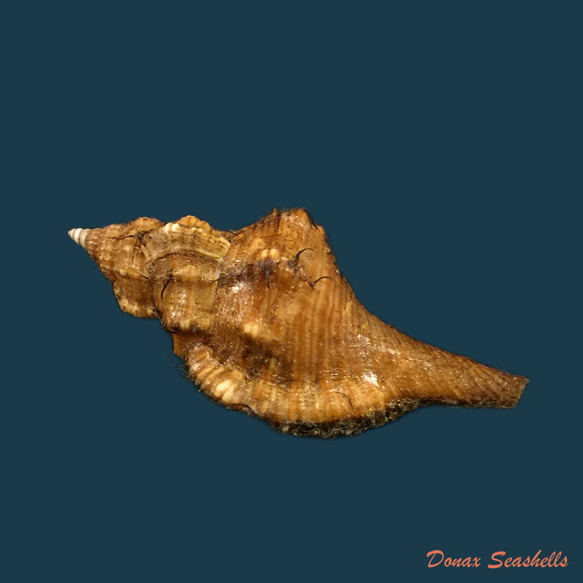 copia-de-cymatium-femorale-linnaeus-1758-91-5mm