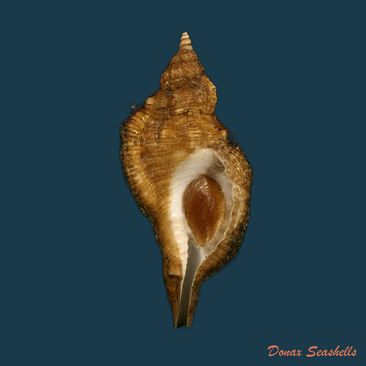 copia-de-cymatium-femorale-linnaeus-1758-91-5mm