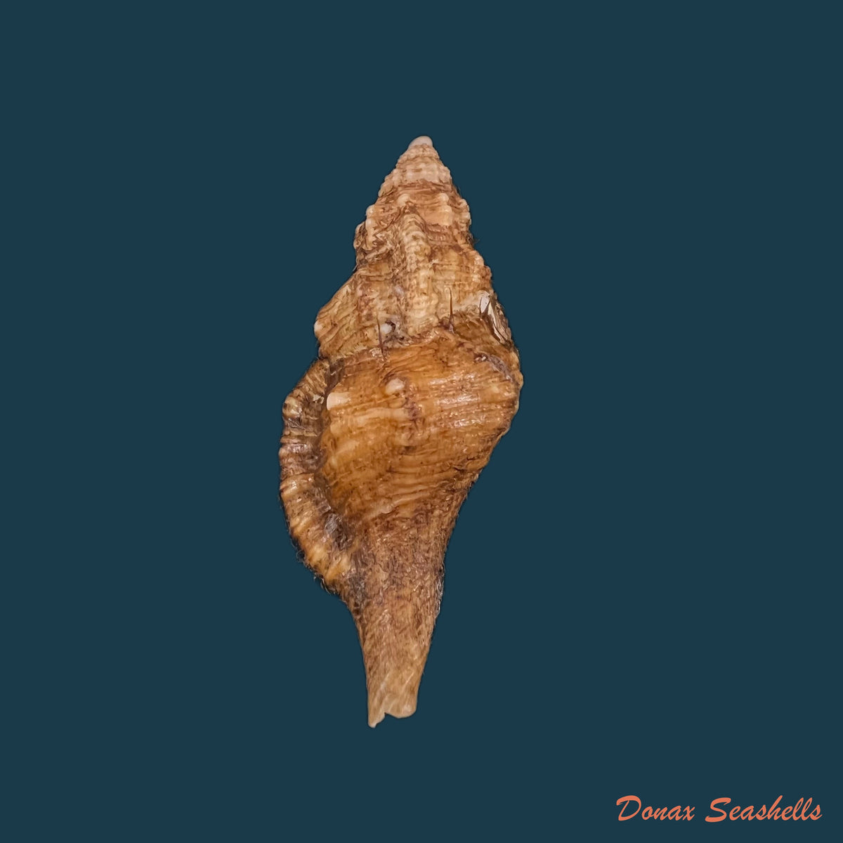 copia-de-cymatium-gutturnium-amictoideum-keen-1971
