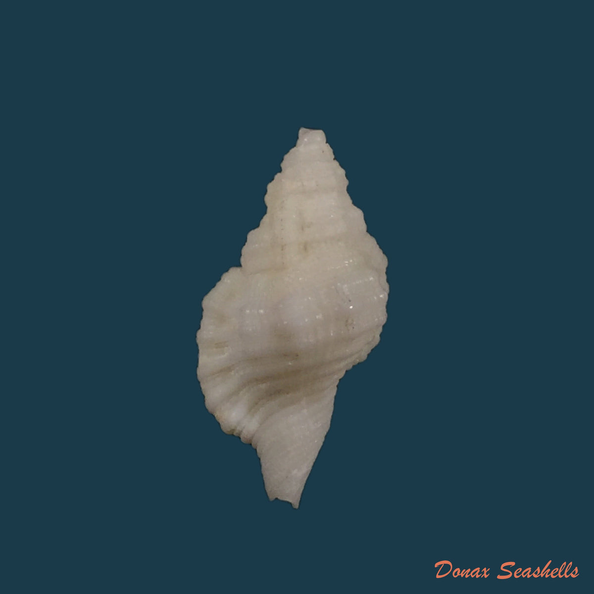 copia-de-cymatium-mundum-gould-1849-19-7mm