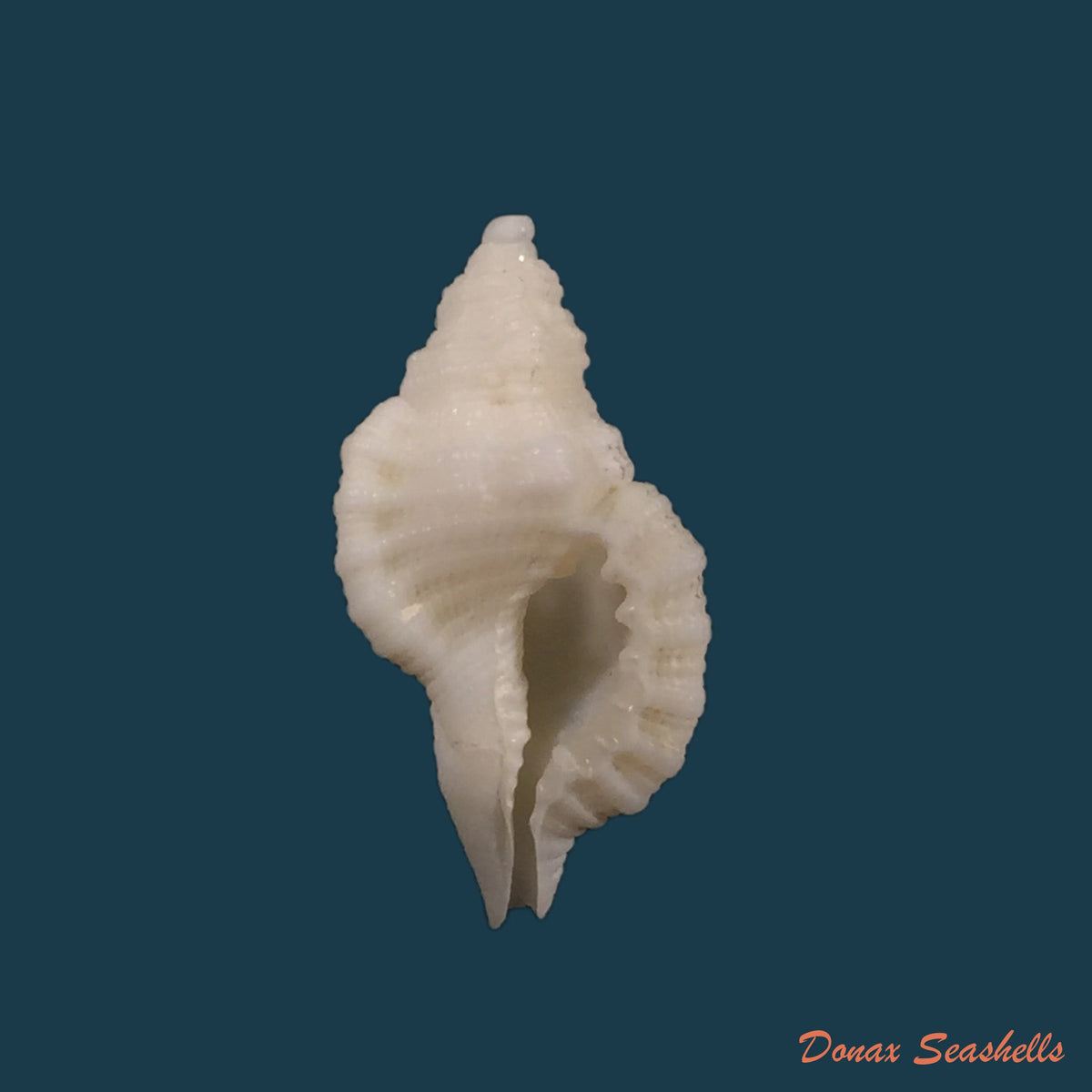copia-de-cymatium-mundum-gould-1849-19-7mm