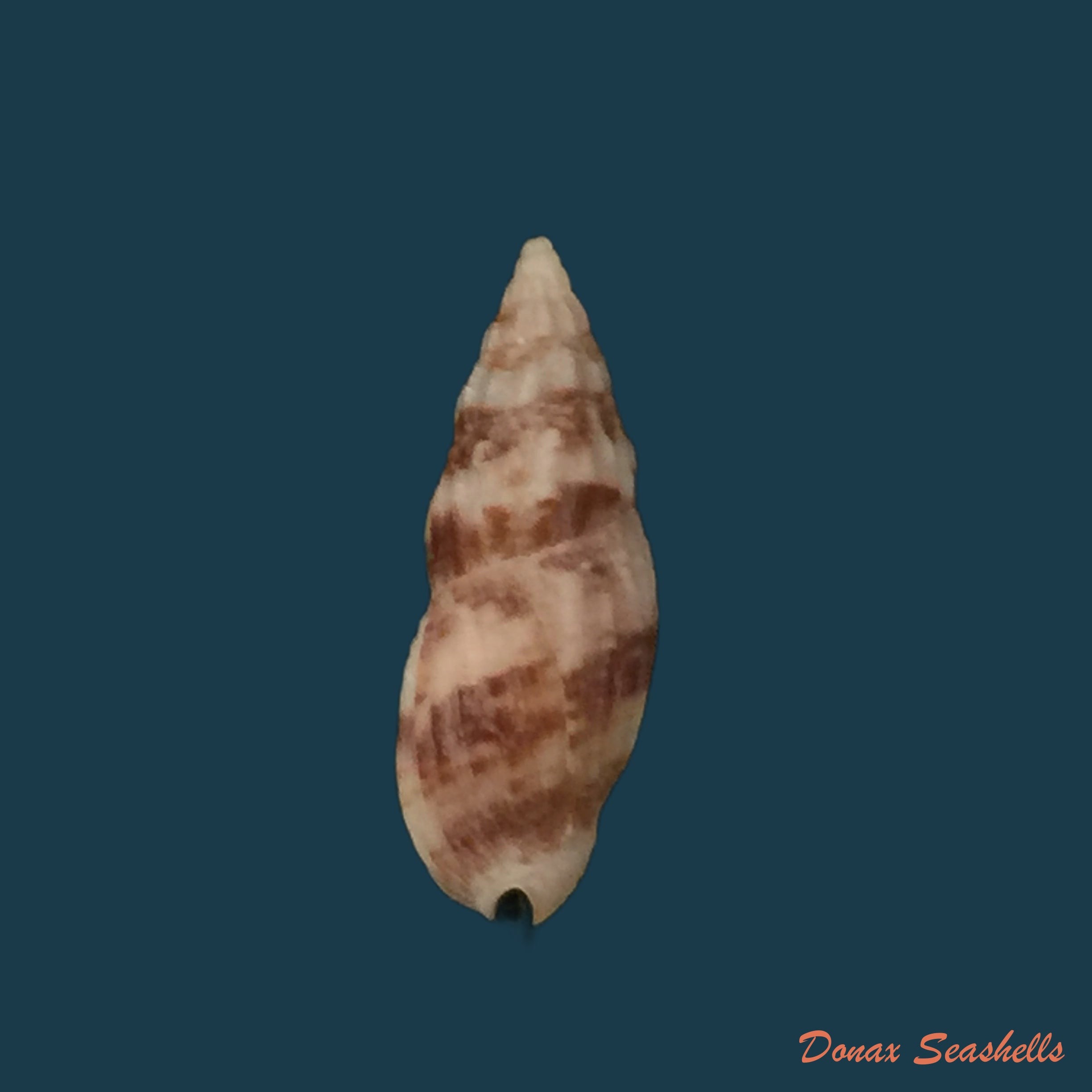 copia-de-cymbiola-aulica-gray-1847-133-7mm
