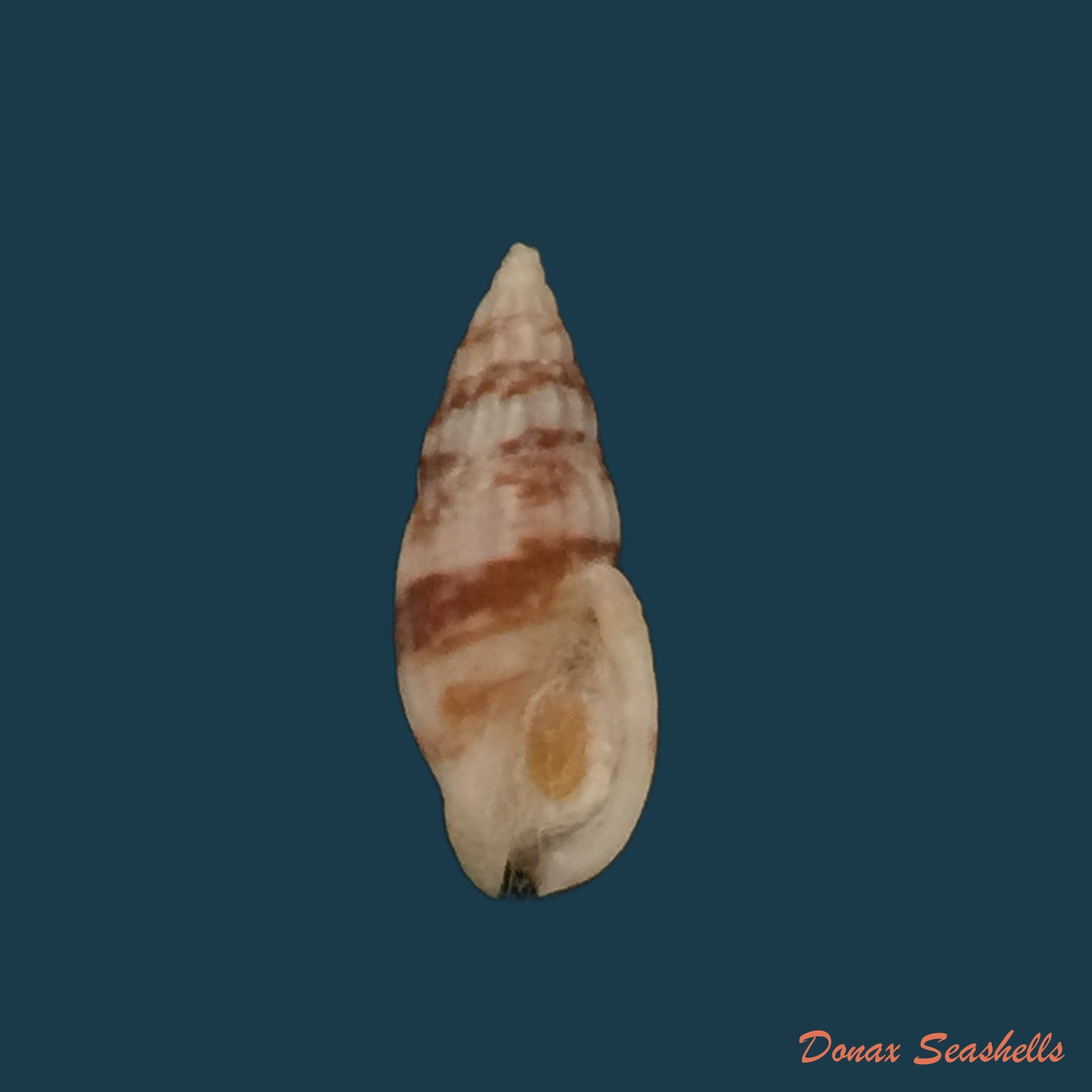 copia-de-cymbiola-aulica-gray-1847-133-7mm