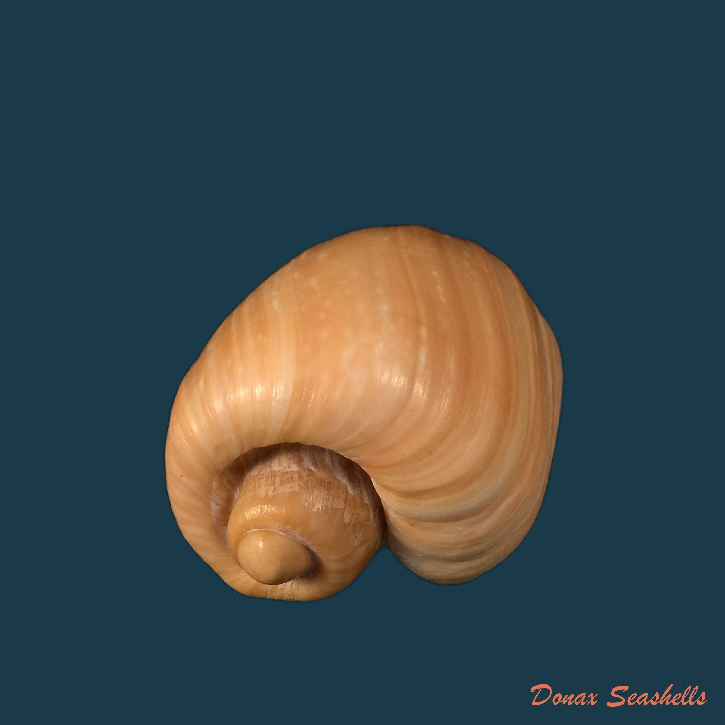 copia-de-cymbium-gracile-broderip-1830-143-6mm-1