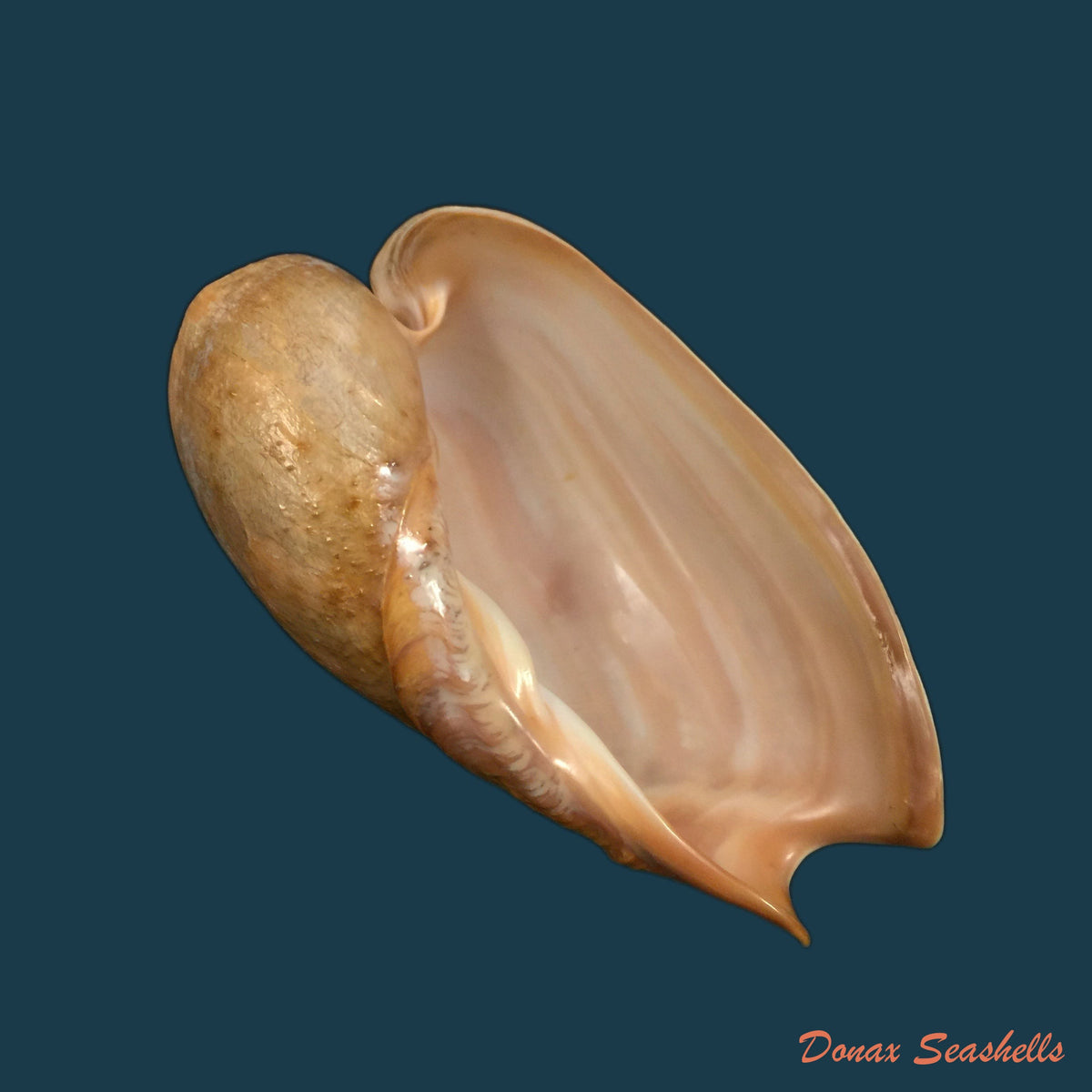 copia-de-cymbium-gracile-broderip-1830-143-6mm-1