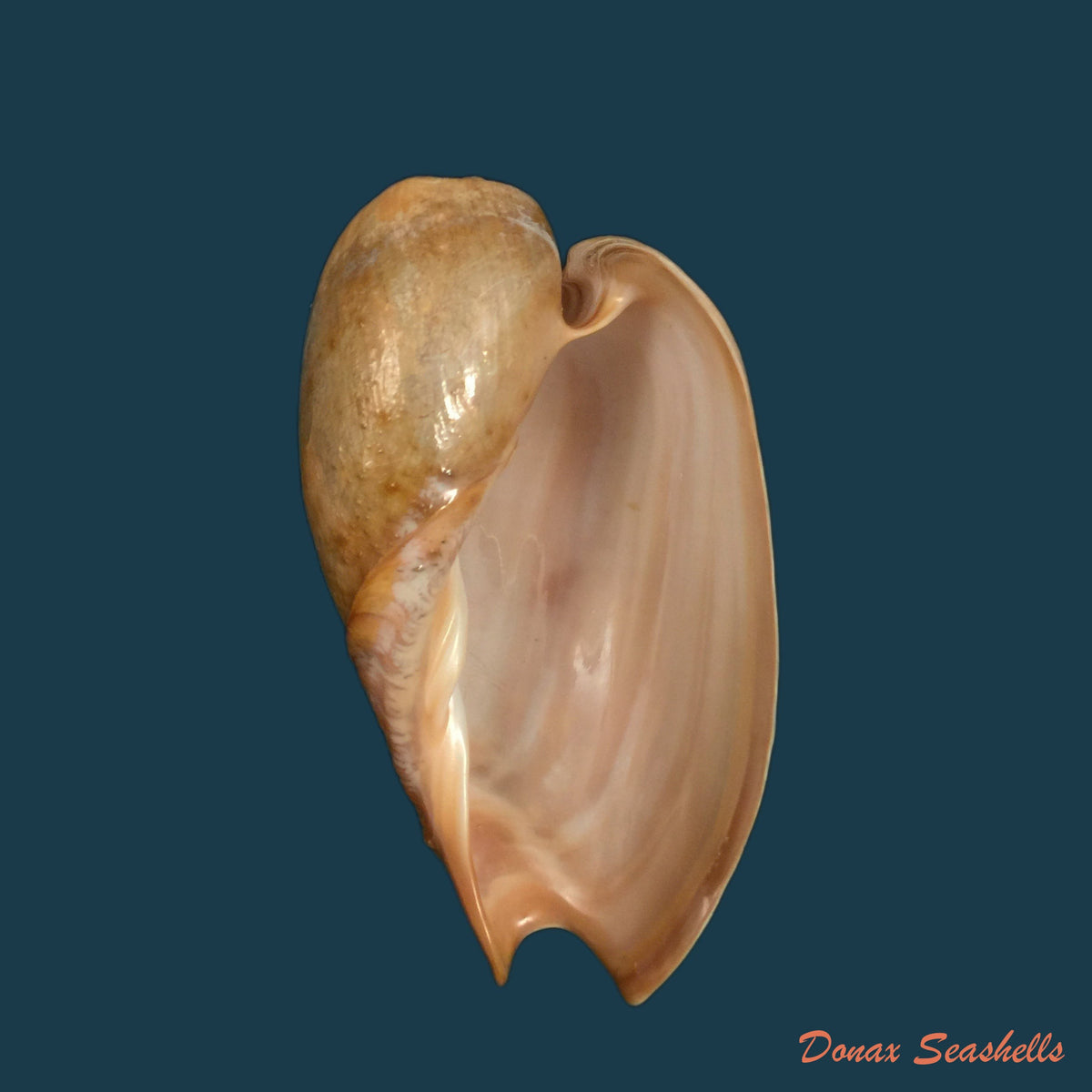 copia-de-cymbium-gracile-broderip-1830-143-6mm-1