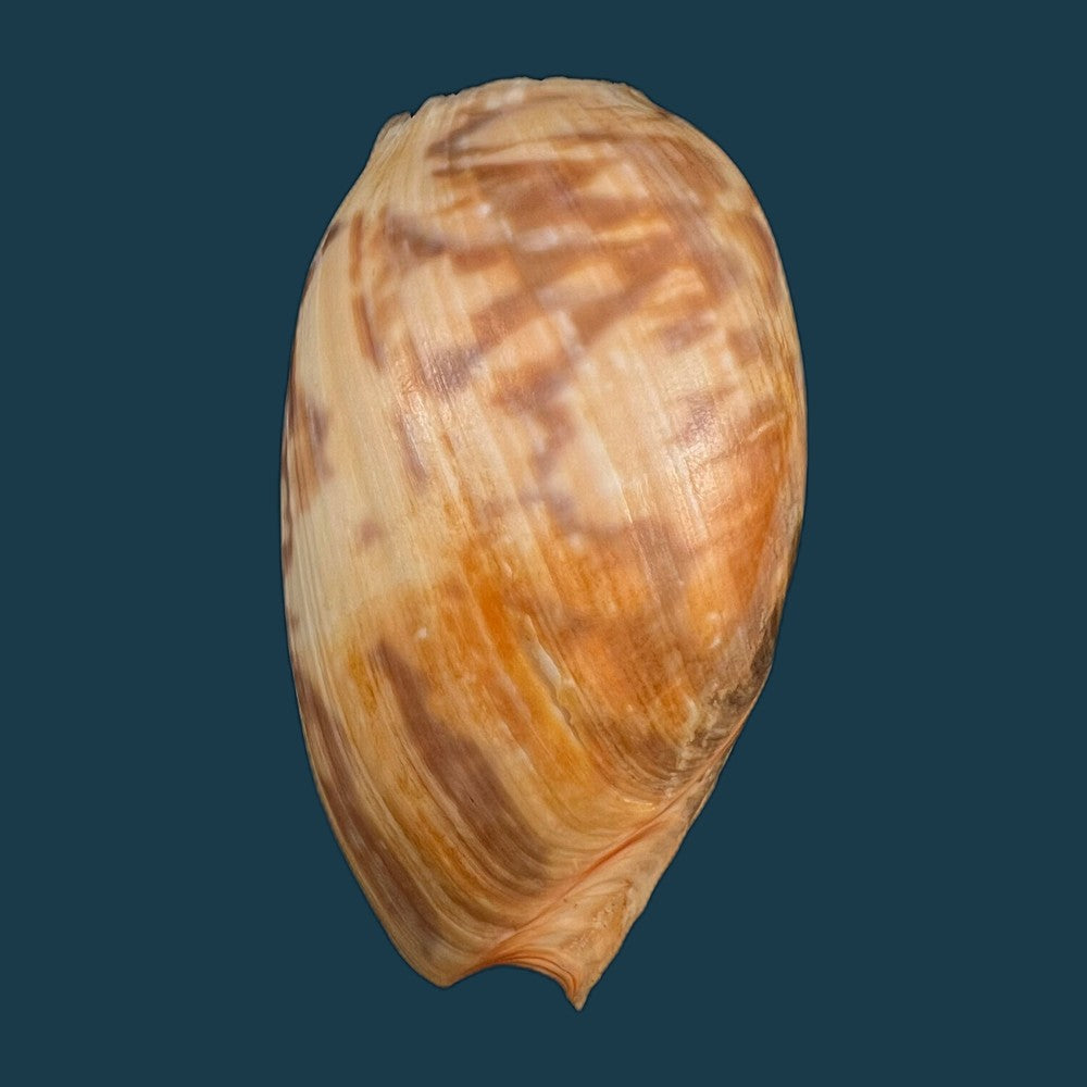copia-de-cymbium-marmoratum-link-1807-125-2mm