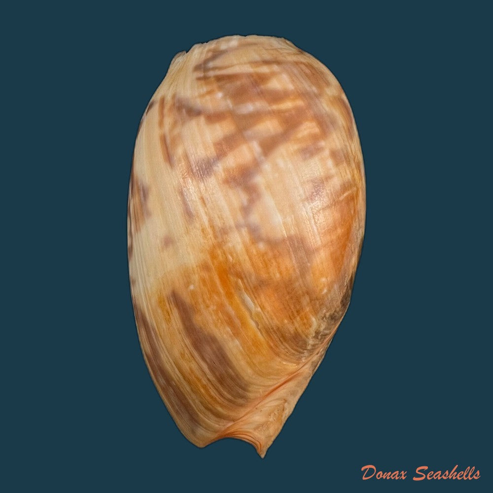 copia-de-cymbium-marmoratum-link-1807-125-2mm