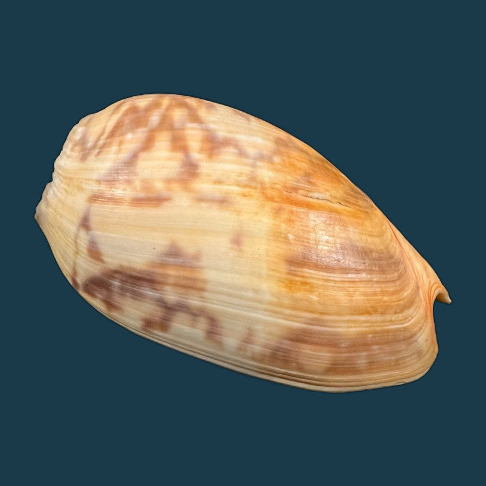 copia-de-cymbium-marmoratum-link-1807-125-2mm