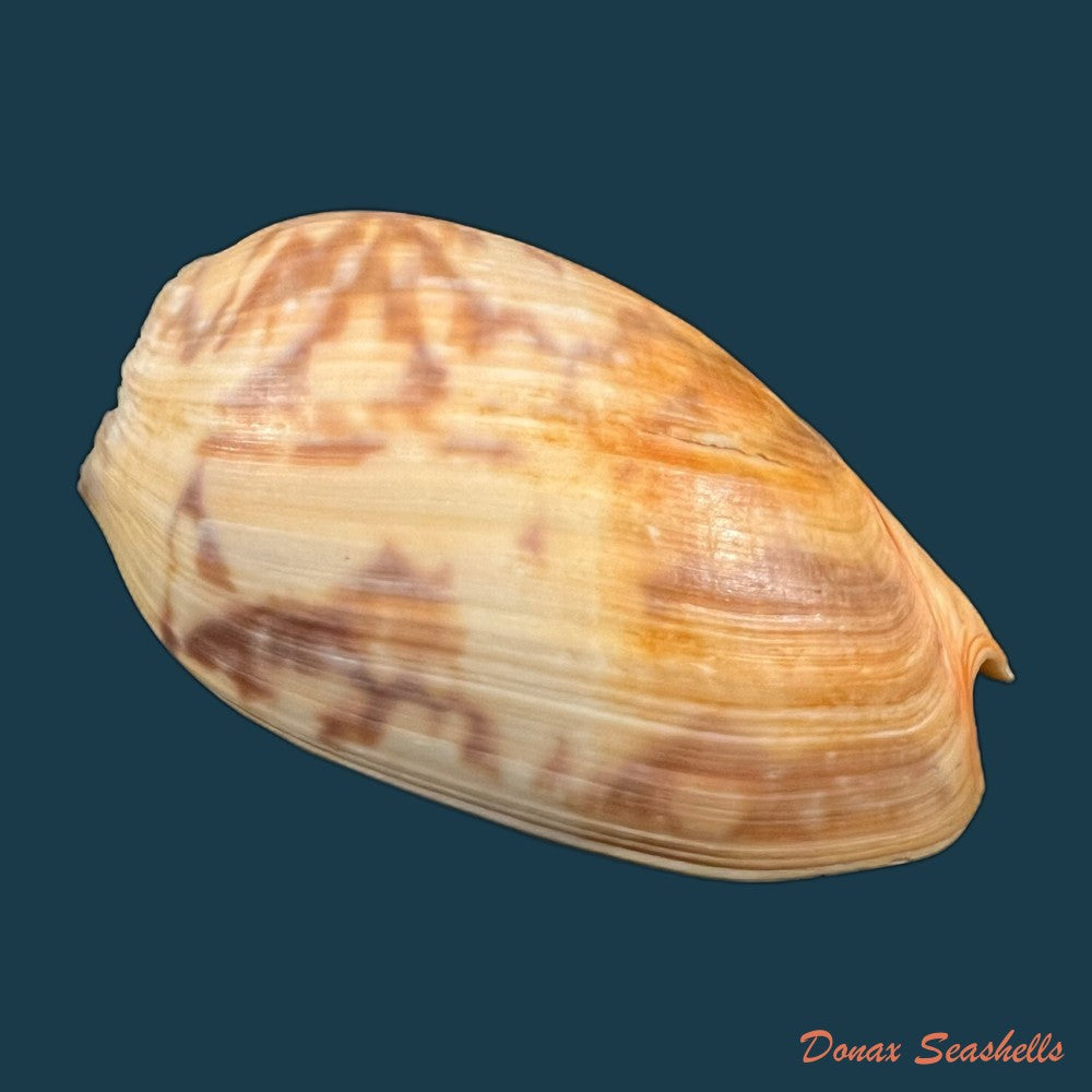 copia-de-cymbium-marmoratum-link-1807-125-2mm