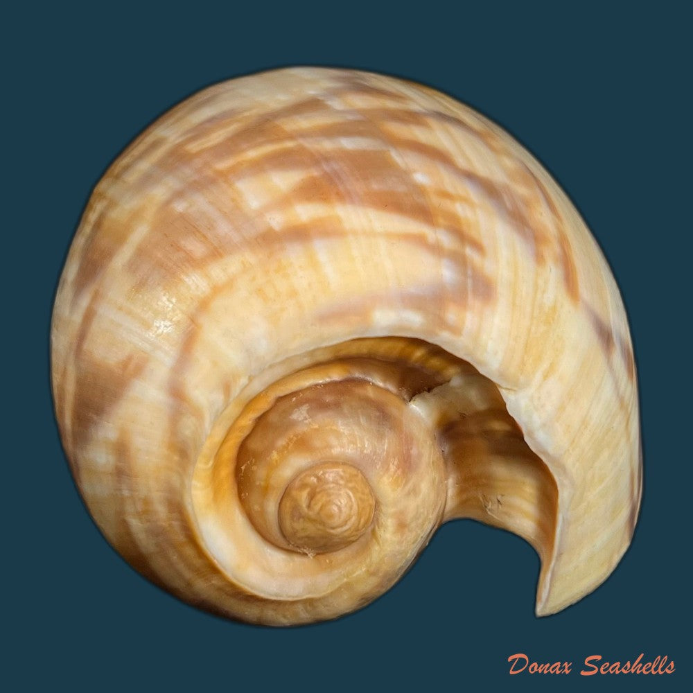 copia-de-cymbium-marmoratum-link-1807-125-2mm