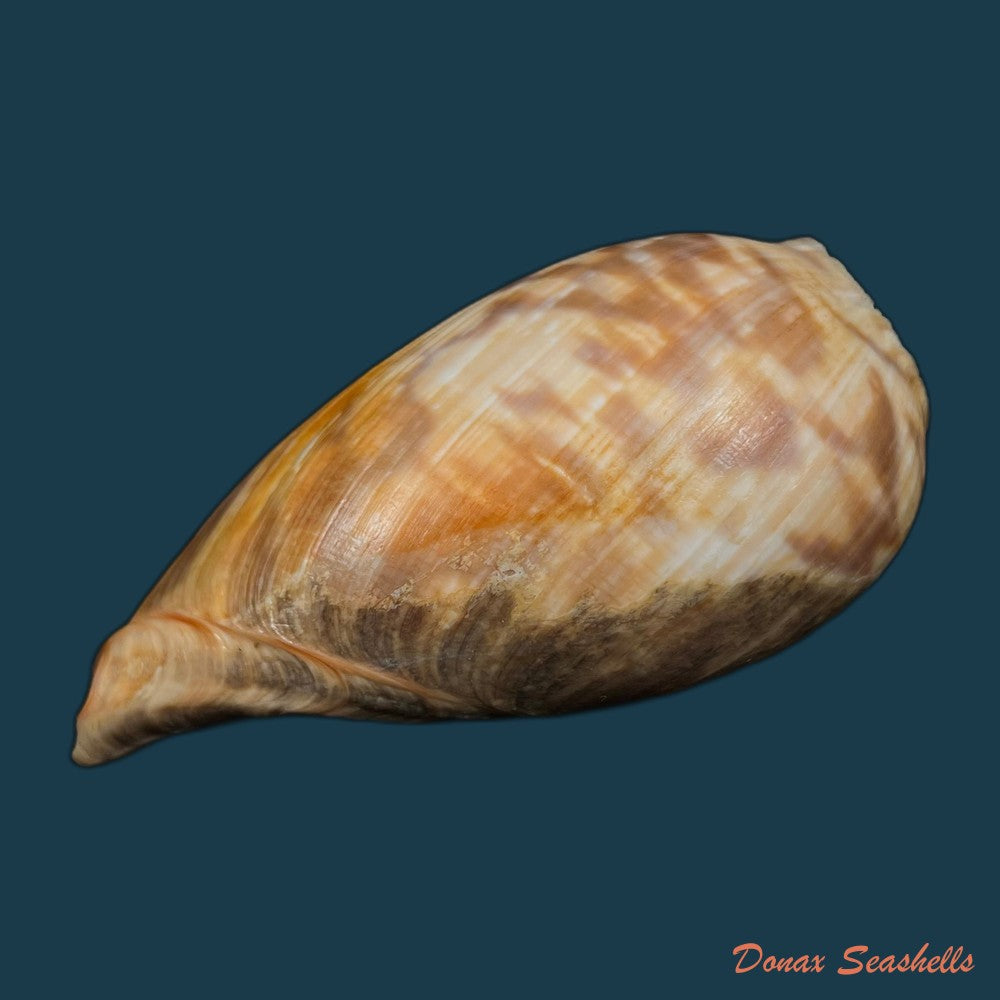 copia-de-cymbium-marmoratum-link-1807-125-2mm