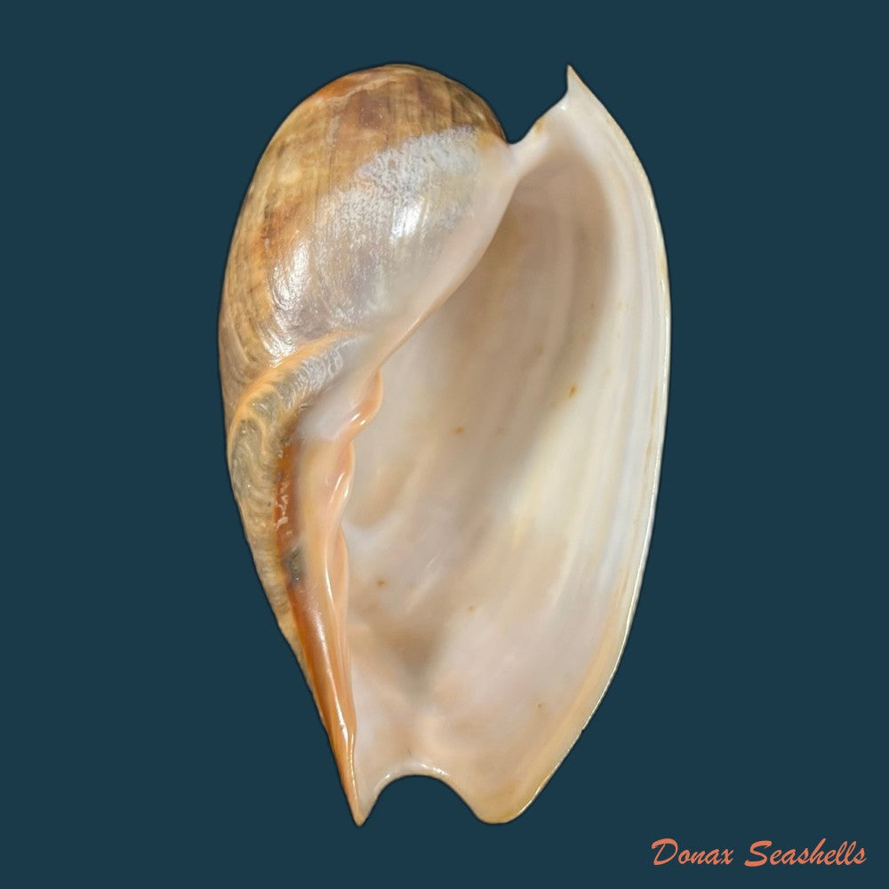 copia-de-cymbium-marmoratum-link-1807-125-2mm