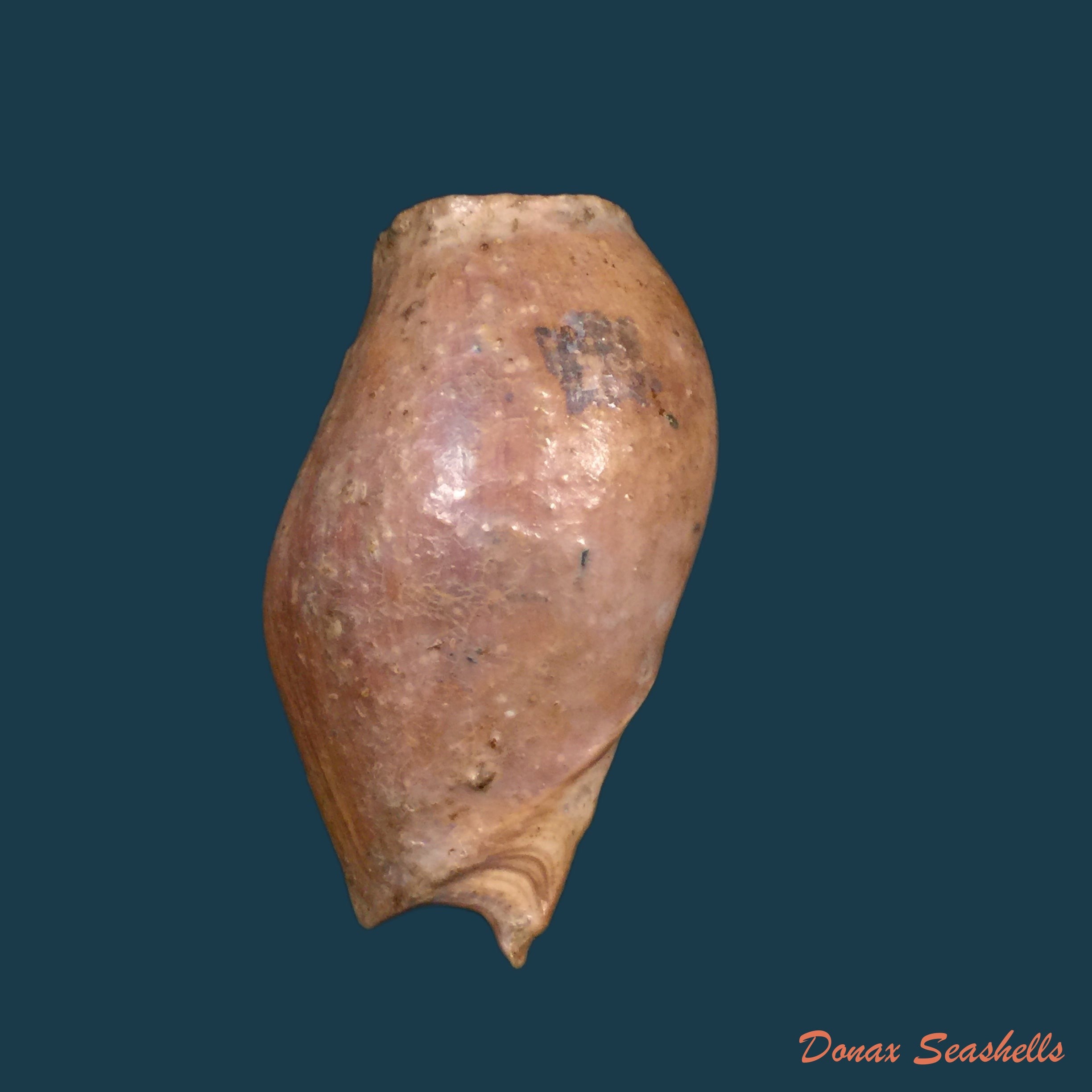 copia-de-cymbium-olla-linnaeus-1758-103-3mm