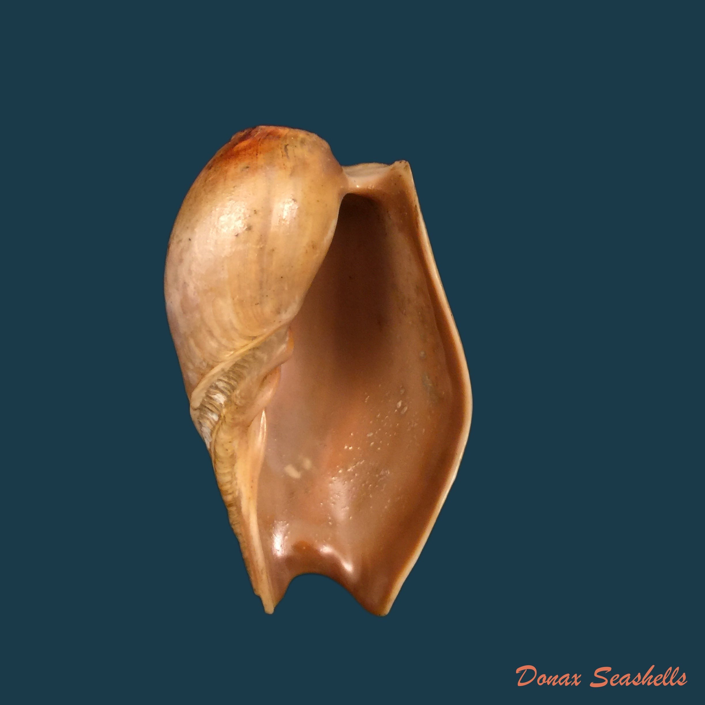 copia-de-cymbium-olla-linnaeus-1758-103-3mm