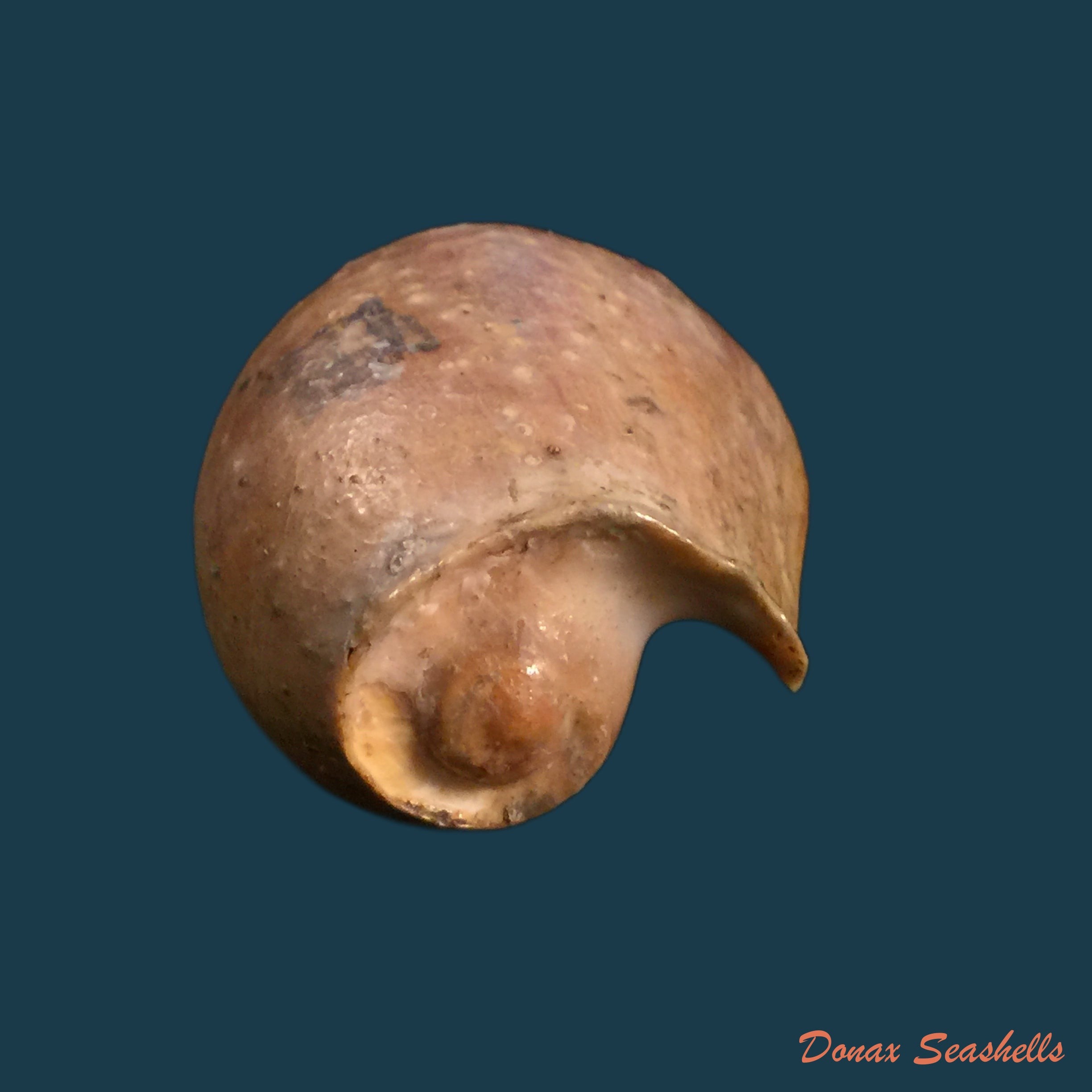 copia-de-cymbium-olla-linnaeus-1758-103-3mm