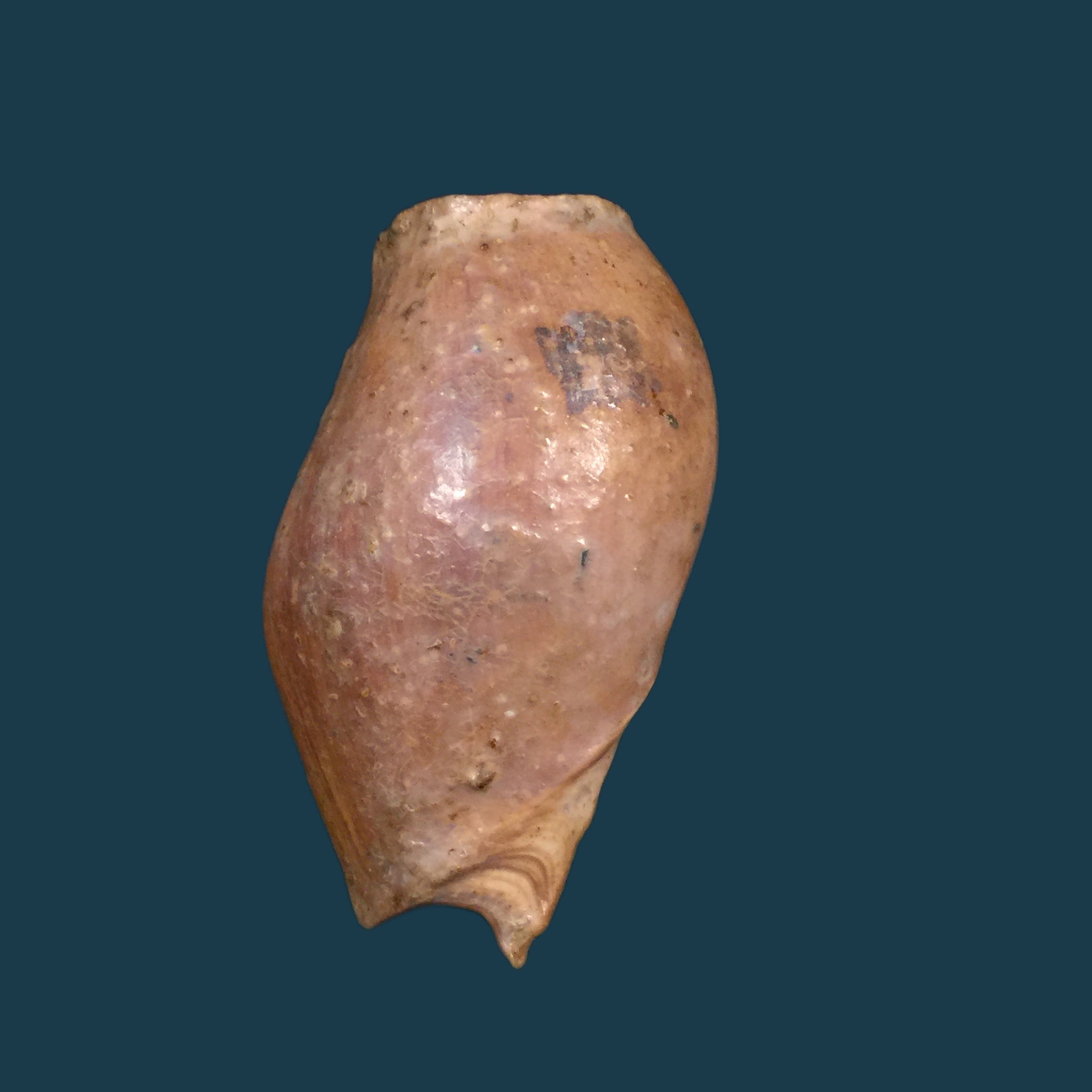蕙兰（Pallary, 1930）- 74,2毫米