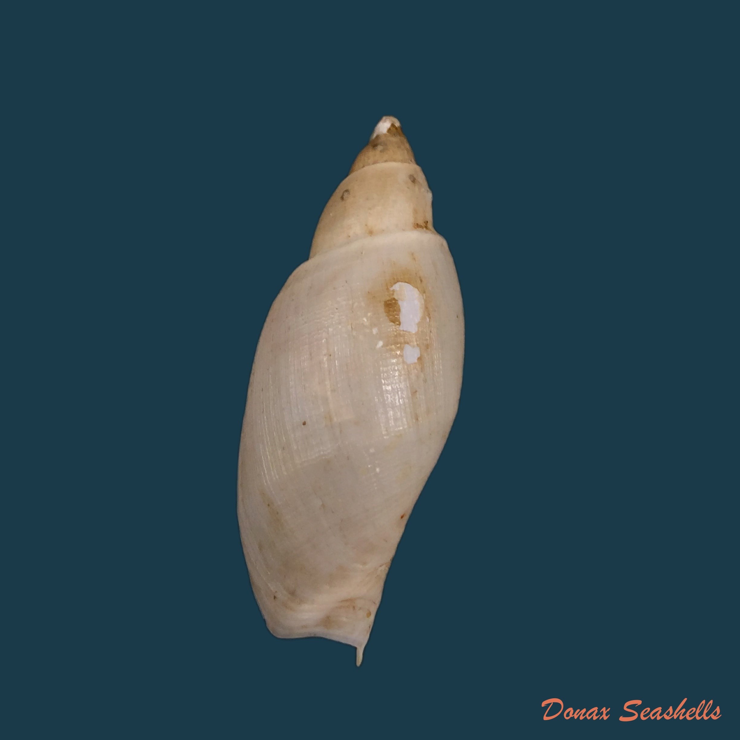 copia-de-cymbium-pachyus-pallary-1930-103-3mm