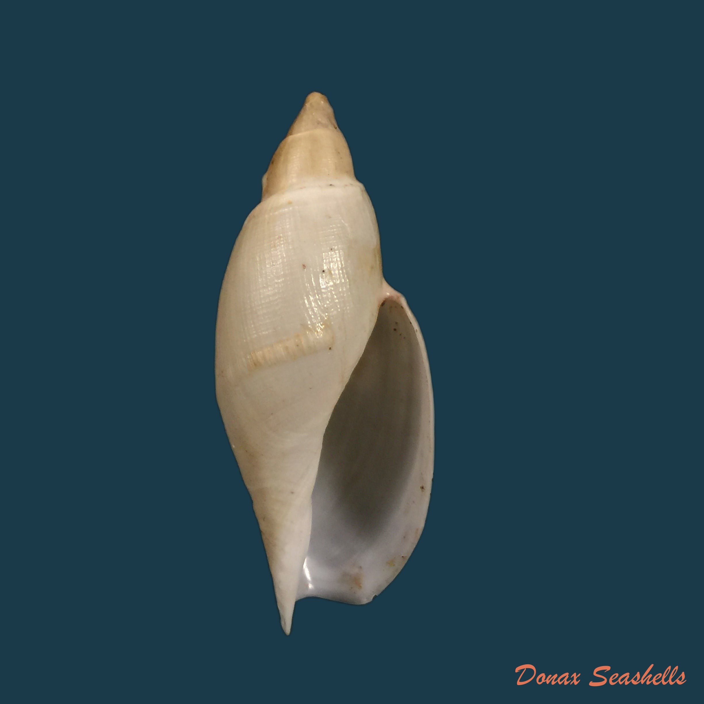copia-de-cymbium-pachyus-pallary-1930-103-3mm