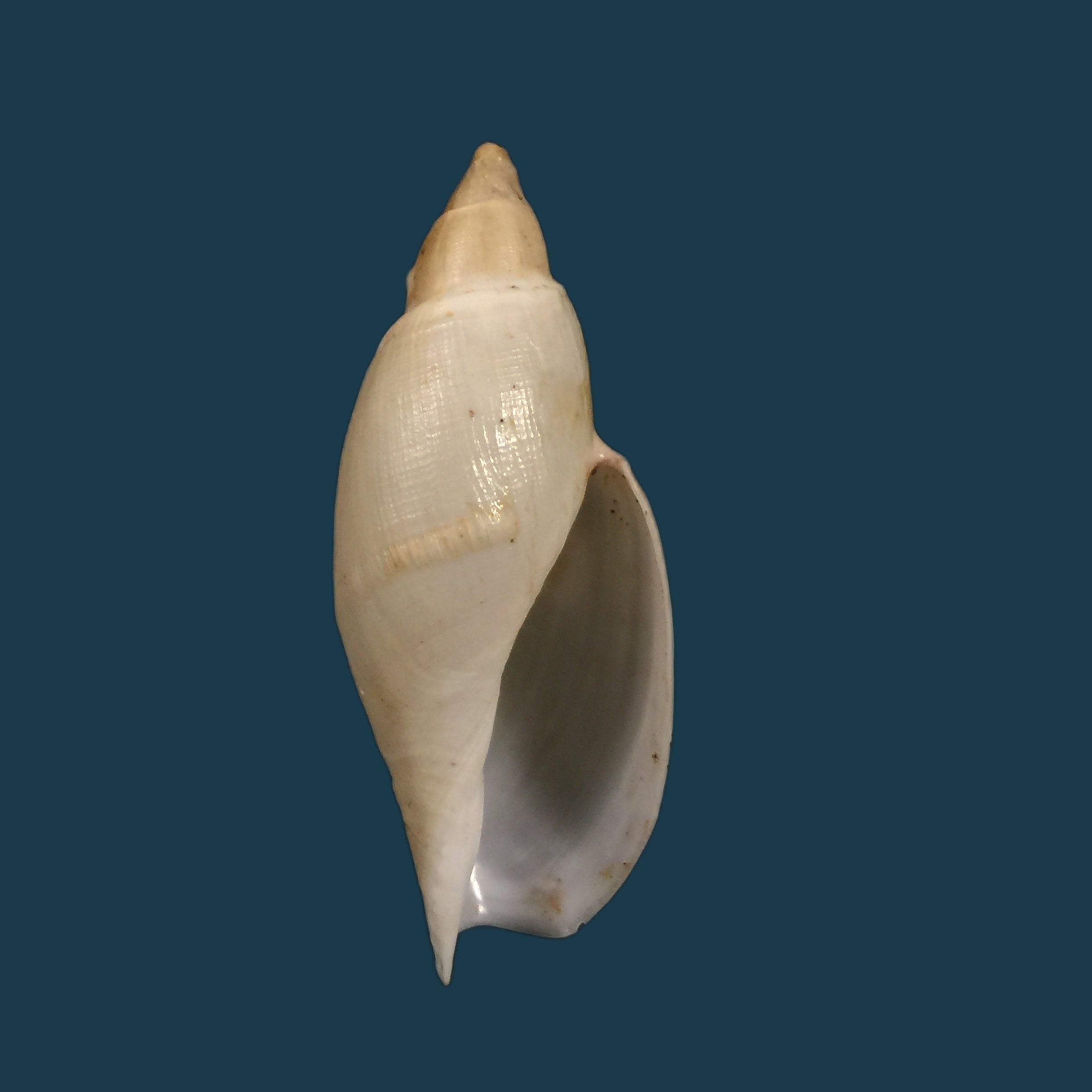 Guivillea corderoi (Carcelles, 1947) - 45,7mm