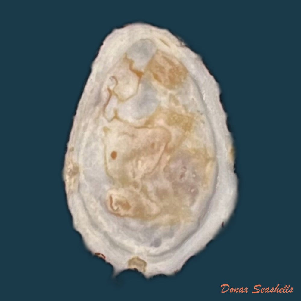 copia-de-cymbula-safiana-lamarck-1819-90-8mm