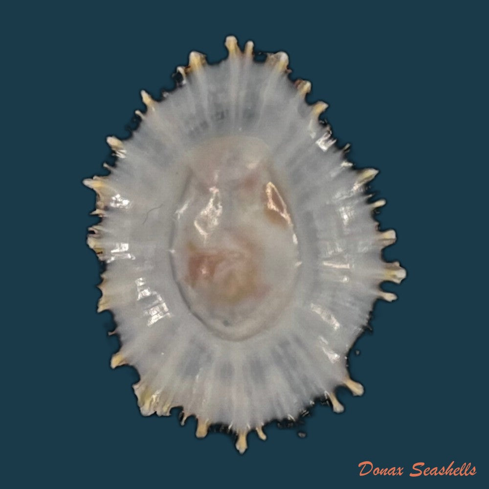 copia-de-cymbula-safiana-lamarck-1819-90-8mm