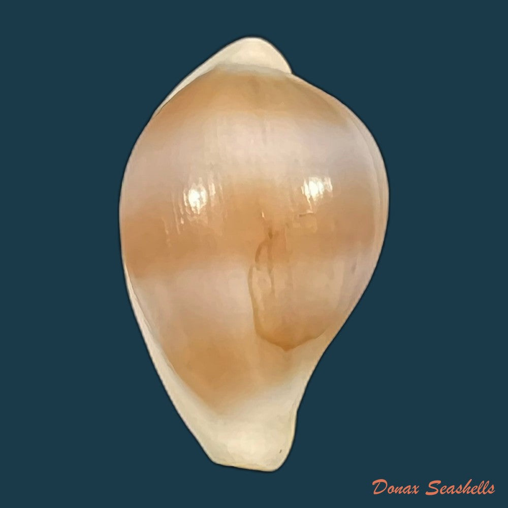 copia-de-cyphoma-intermedium-g-b-sowerby-i-1828-32-1mm
