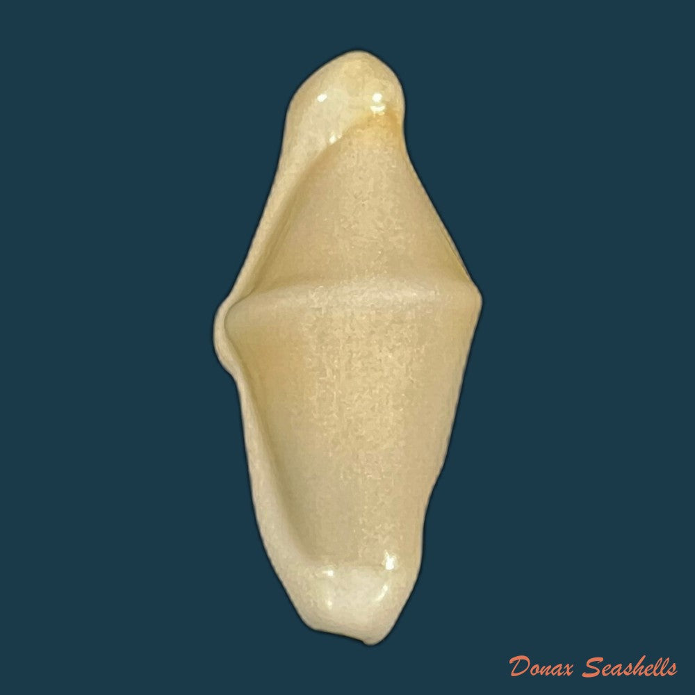 copia-de-cyphoma-macumba-petuch-1979-25-9mm