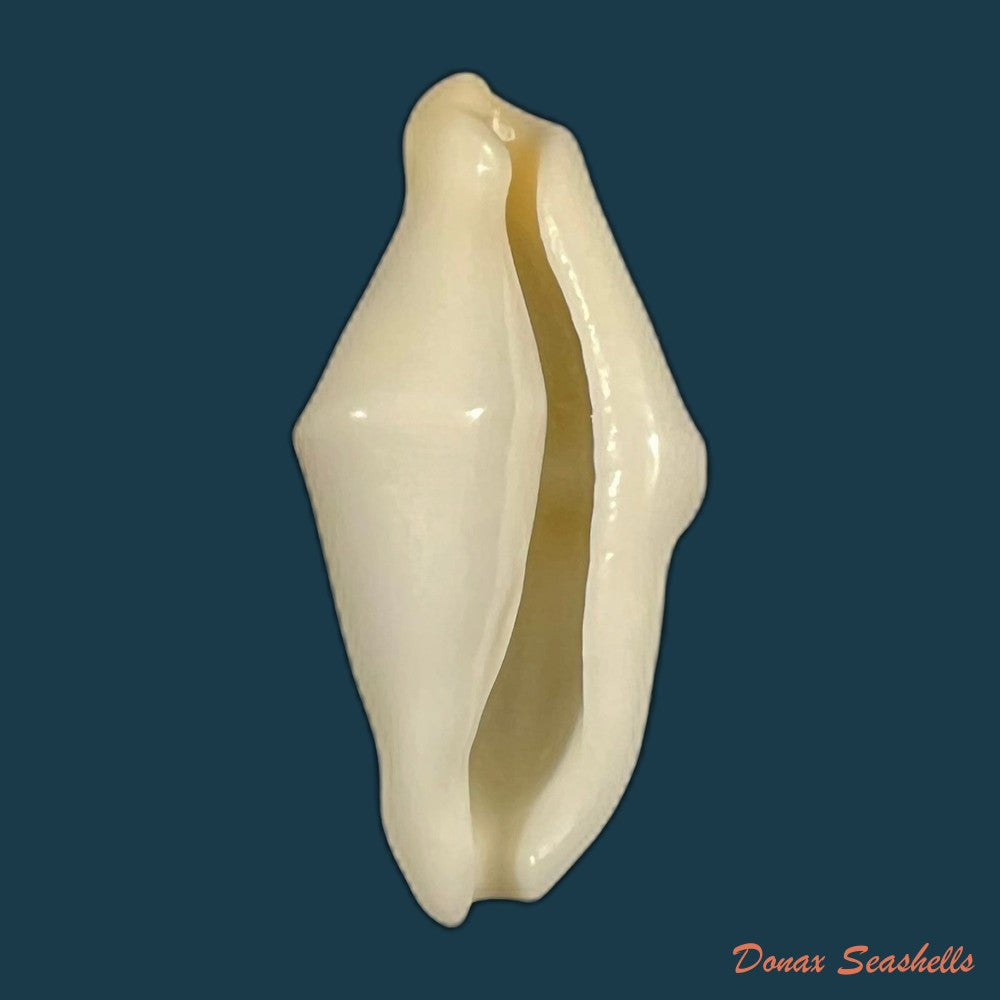 copia-de-cyphoma-macumba-petuch-1979-25-9mm