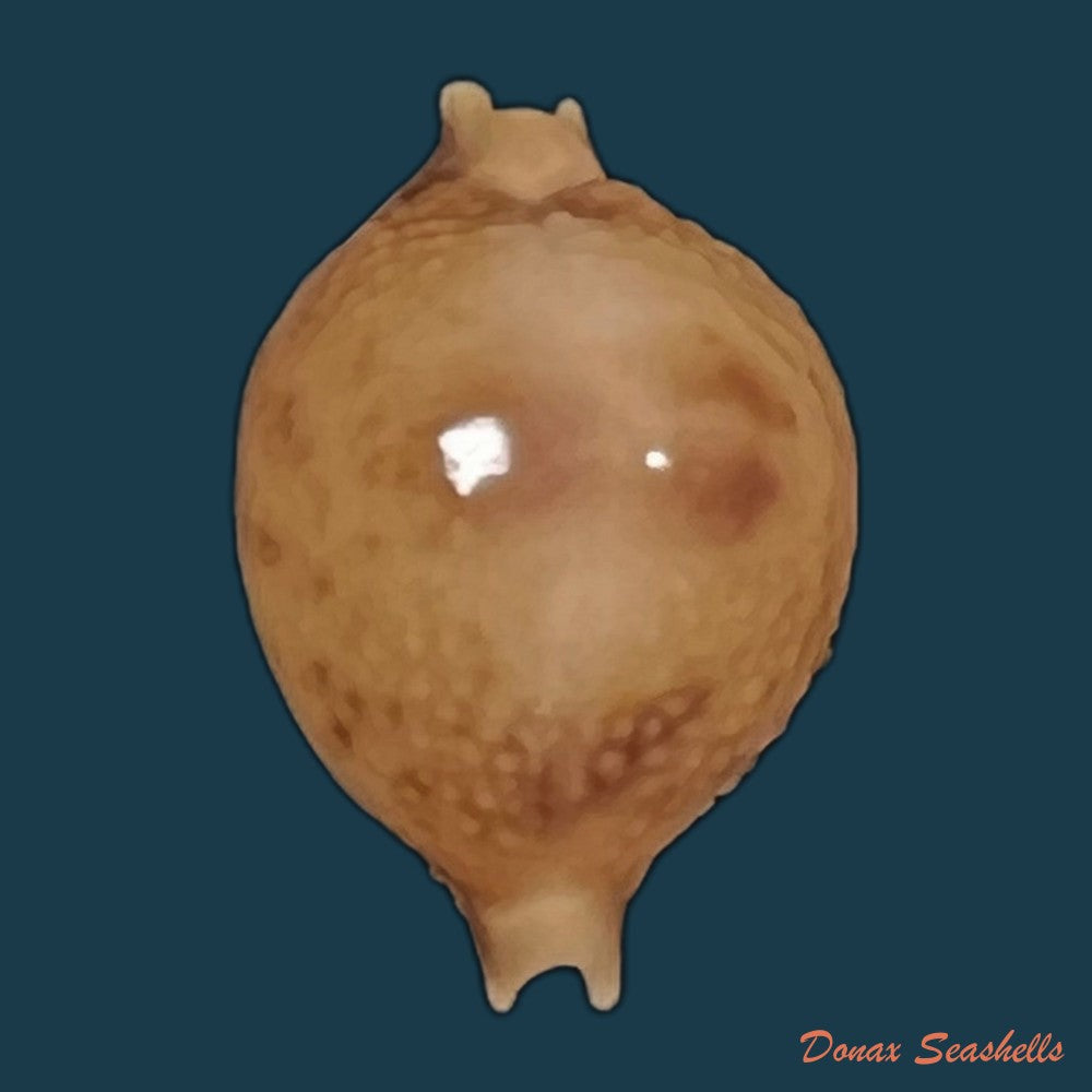 copia-de-cypraea-bistrinotata-samarensis-lorenz-2014-18-5mm-1