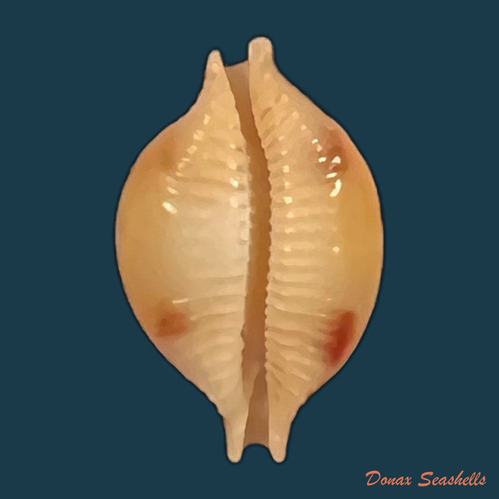 copia-de-cypraea-bistrinotata-samarensis-lorenz-2014-18-5mm-1