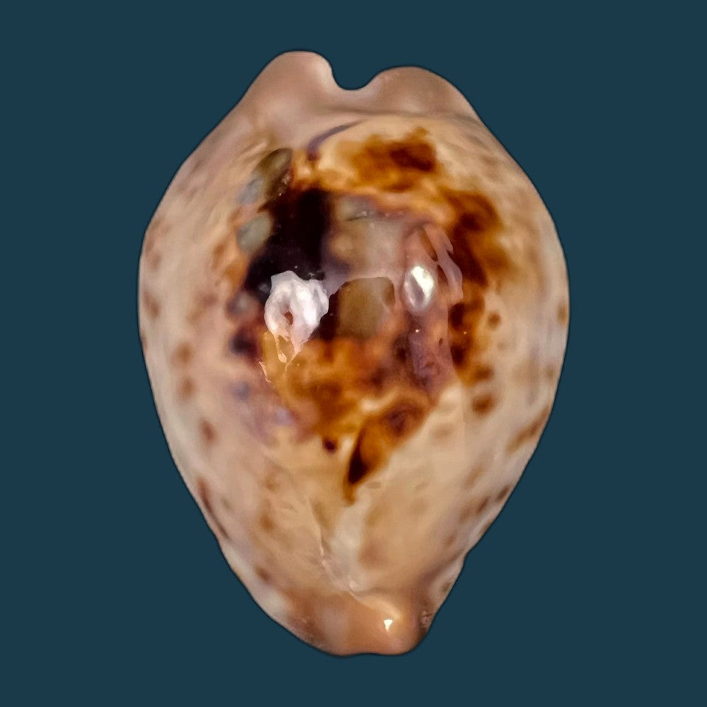 copia-de-cypraea-bistrinotata-samarensis-lorenz-2014-18-7mm