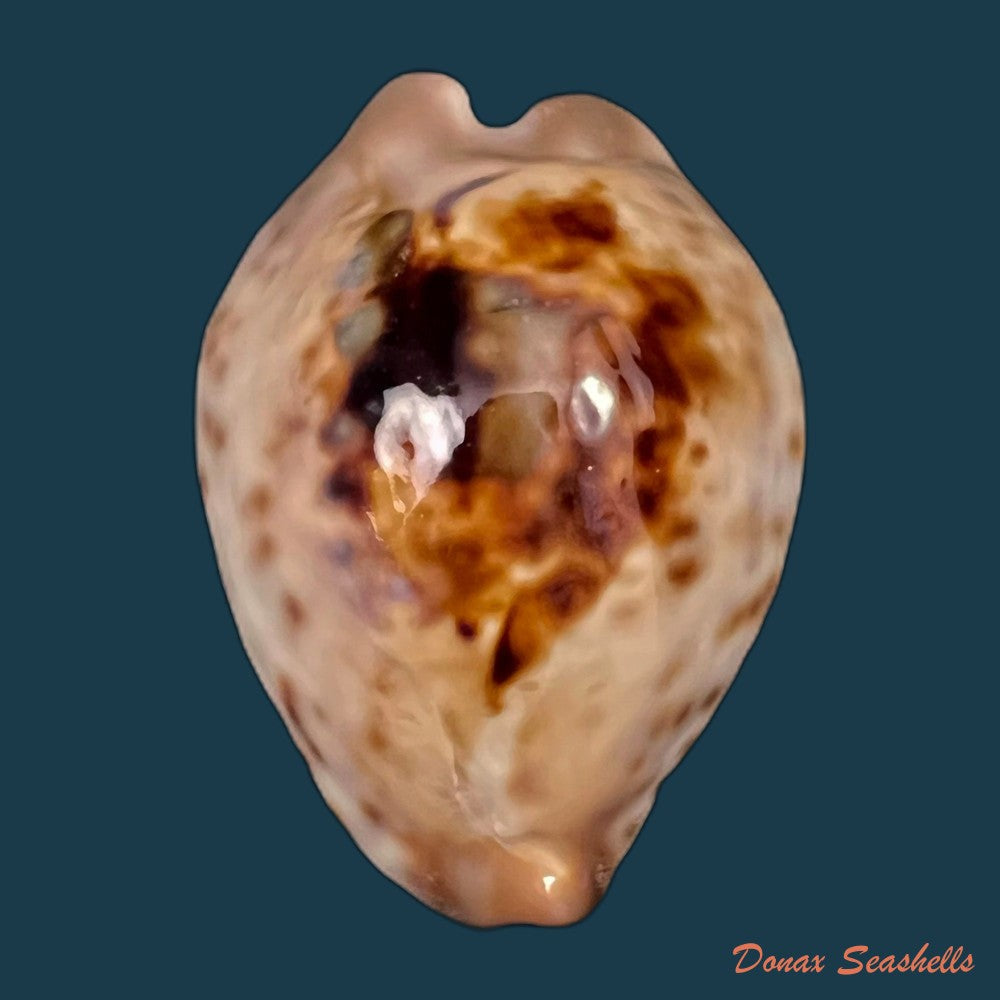 copia-de-cypraea-bistrinotata-samarensis-lorenz-2014-18-7mm