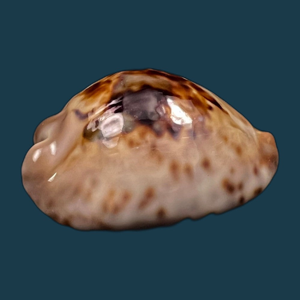copia-de-cypraea-bistrinotata-samarensis-lorenz-2014-18-7mm