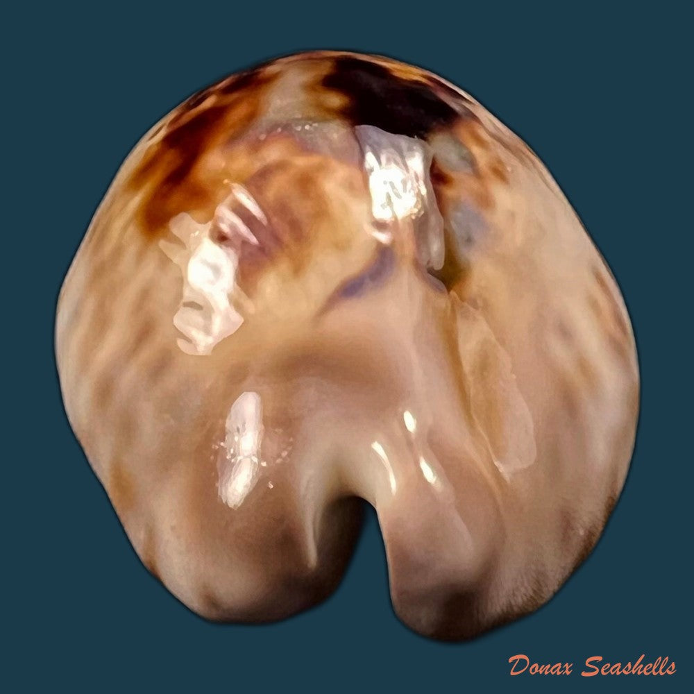 copia-de-cypraea-bistrinotata-samarensis-lorenz-2014-18-7mm