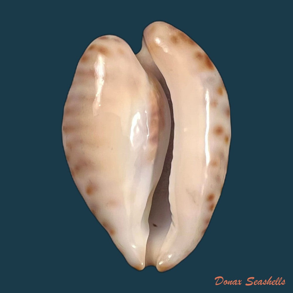 copia-de-cypraea-bistrinotata-samarensis-lorenz-2014-18-7mm