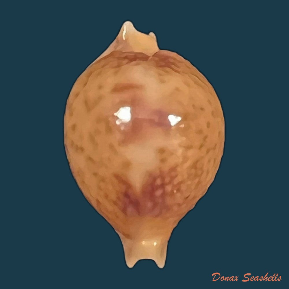 copia-de-cypraea-bistrinotata-samarensis-lorenz-2014-18-8mm