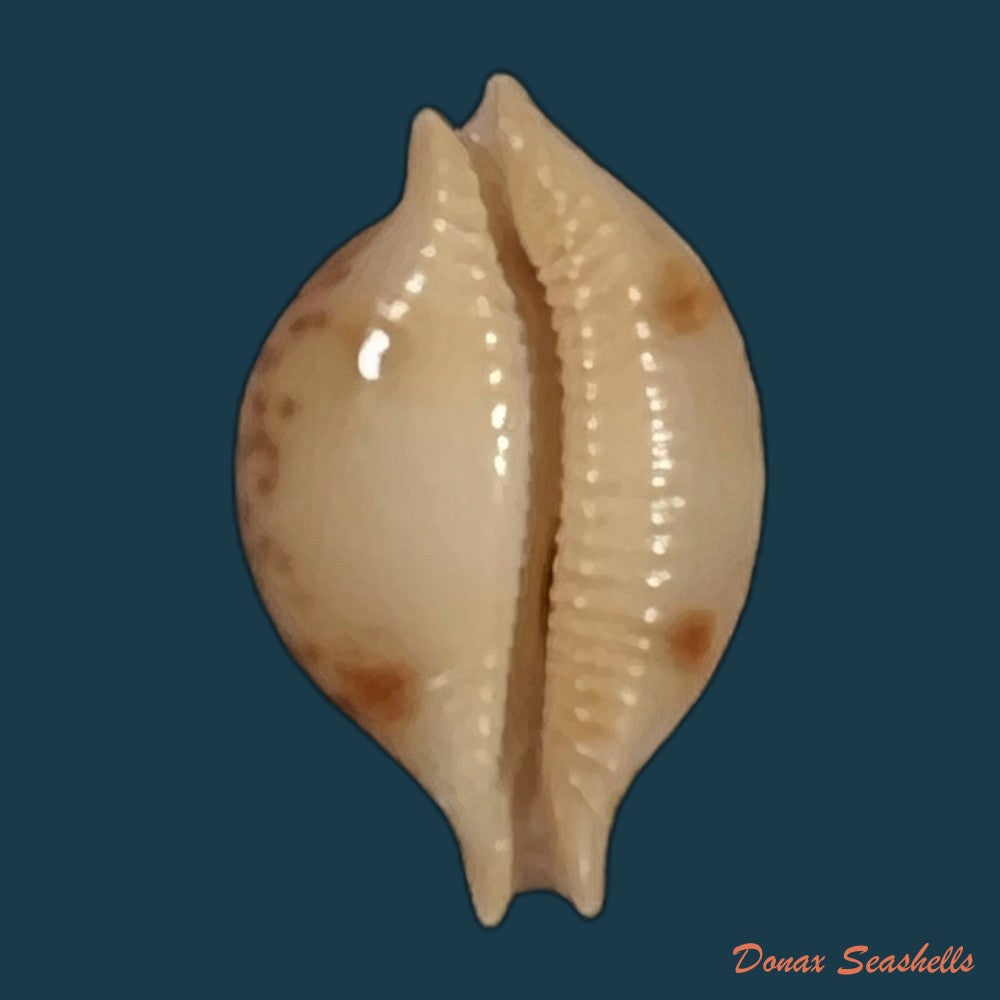 copia-de-cypraea-bistrinotata-samarensis-lorenz-2014-18-8mm