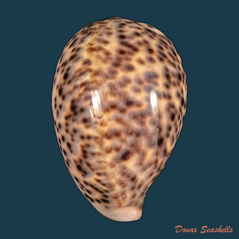 copia-de-cypraea-catulus-schilder-f-a-1924-76-5mm