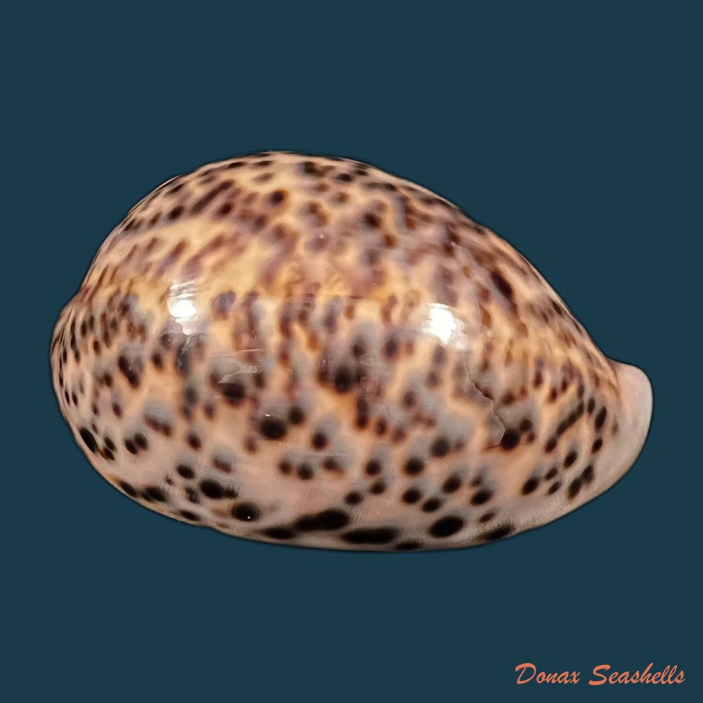 copia-de-cypraea-catulus-schilder-f-a-1924-76-5mm