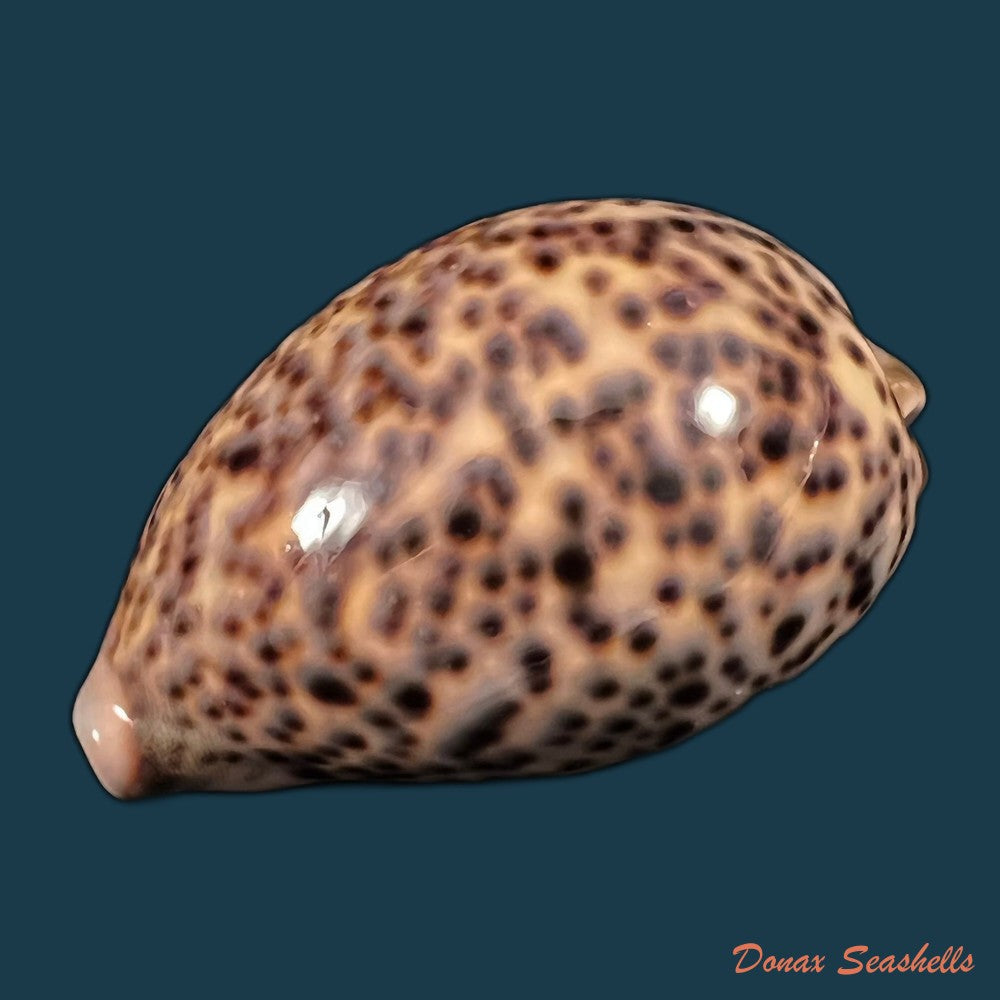 copia-de-cypraea-catulus-schilder-f-a-1924-76-5mm