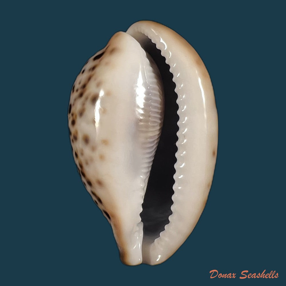 copia-de-cypraea-catulus-schilder-f-a-1924-76-5mm