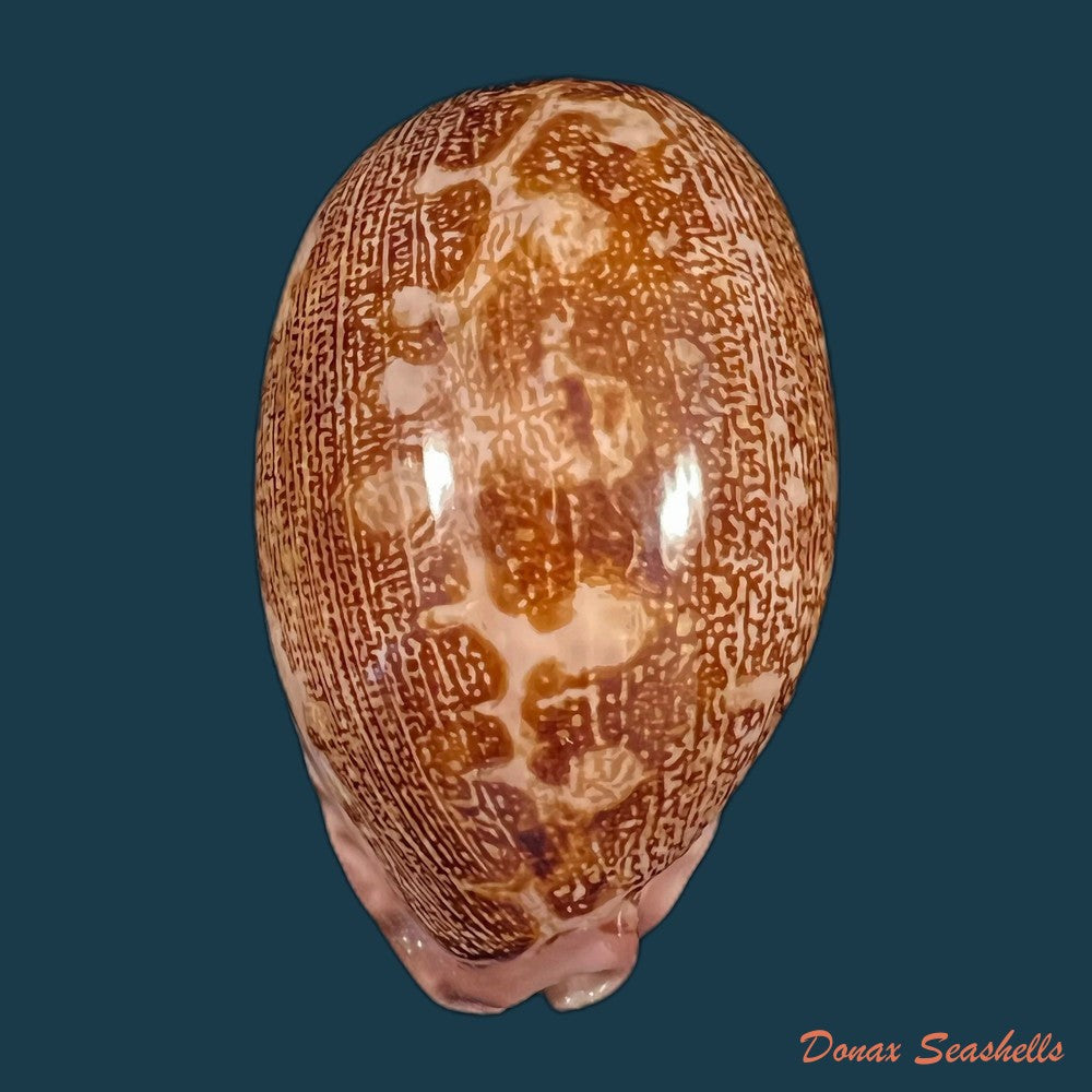 copia-de-cypraea-pantherina-lightfoot-1786-72-4mm