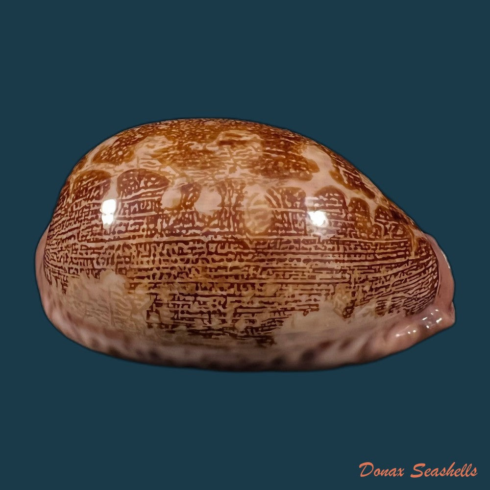 copia-de-cypraea-pantherina-lightfoot-1786-72-4mm