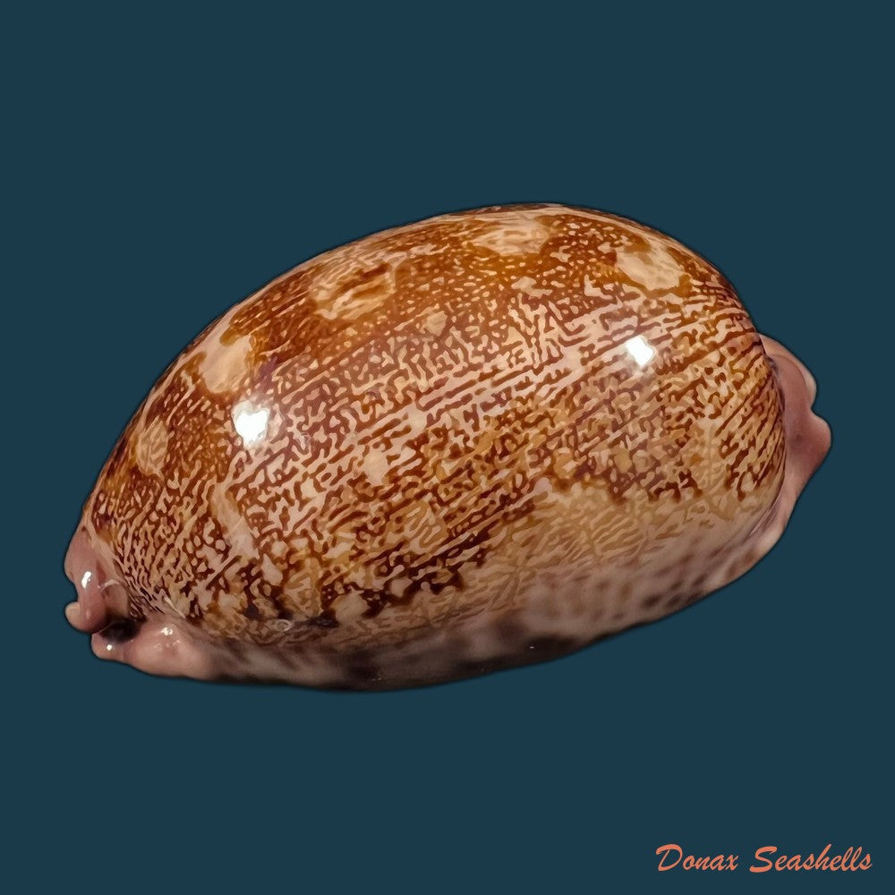 copia-de-cypraea-pantherina-lightfoot-1786-72-4mm
