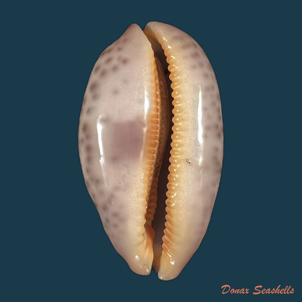copia-de-cypraea-pantherina-lightfoot-1786-72-4mm