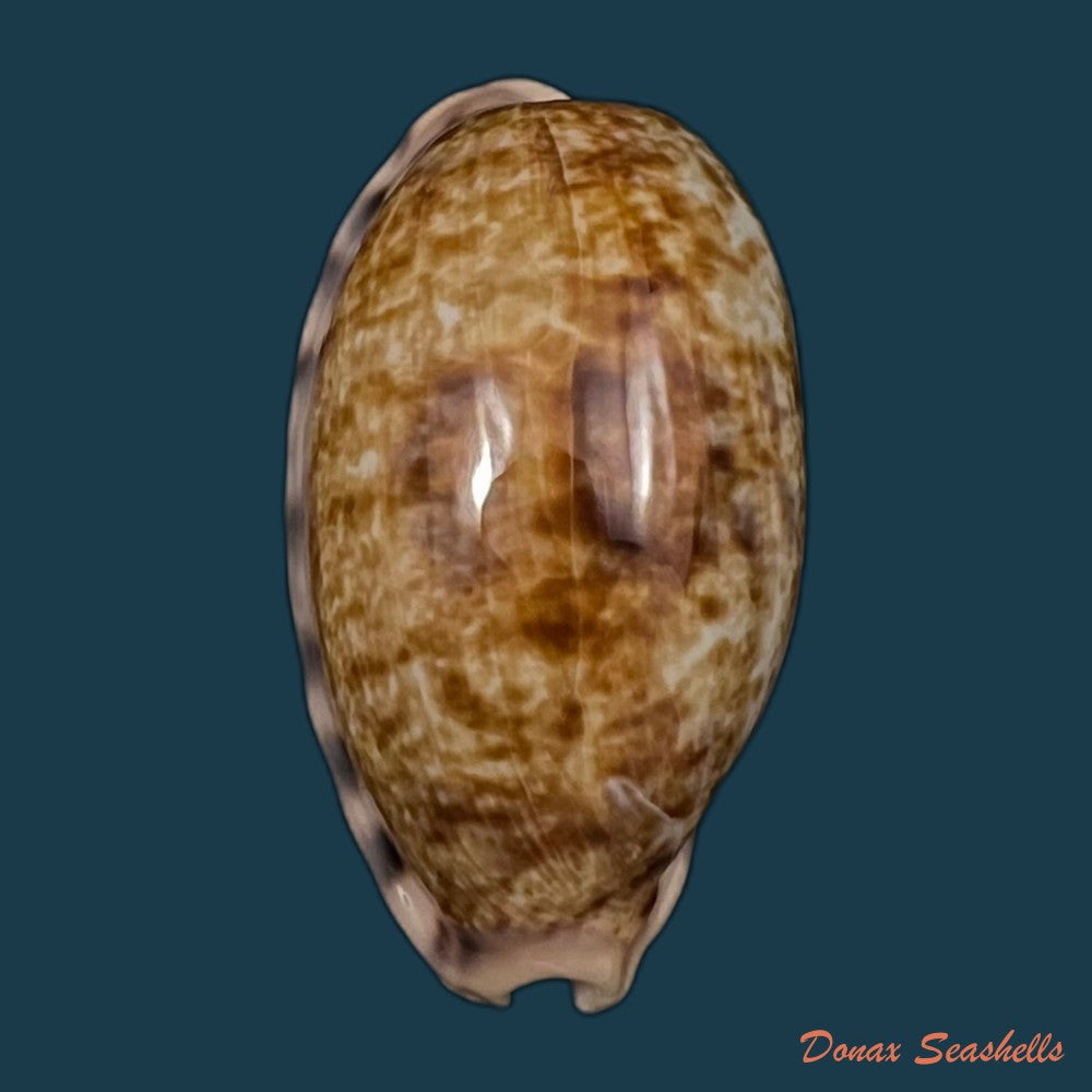 copia-de-cypraea-tigris-linnaeus-1758-92-4mm-2