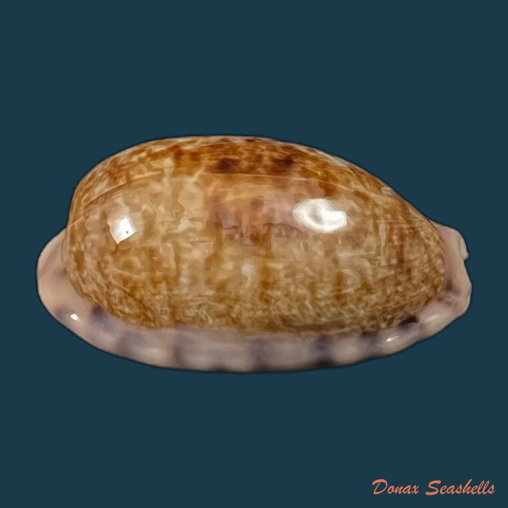 copia-de-cypraea-tigris-linnaeus-1758-92-4mm-2