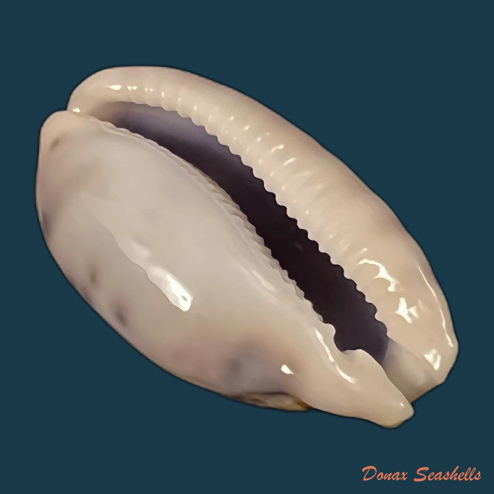 copia-de-cypraea-tigris-linnaeus-1758-92-4mm-2