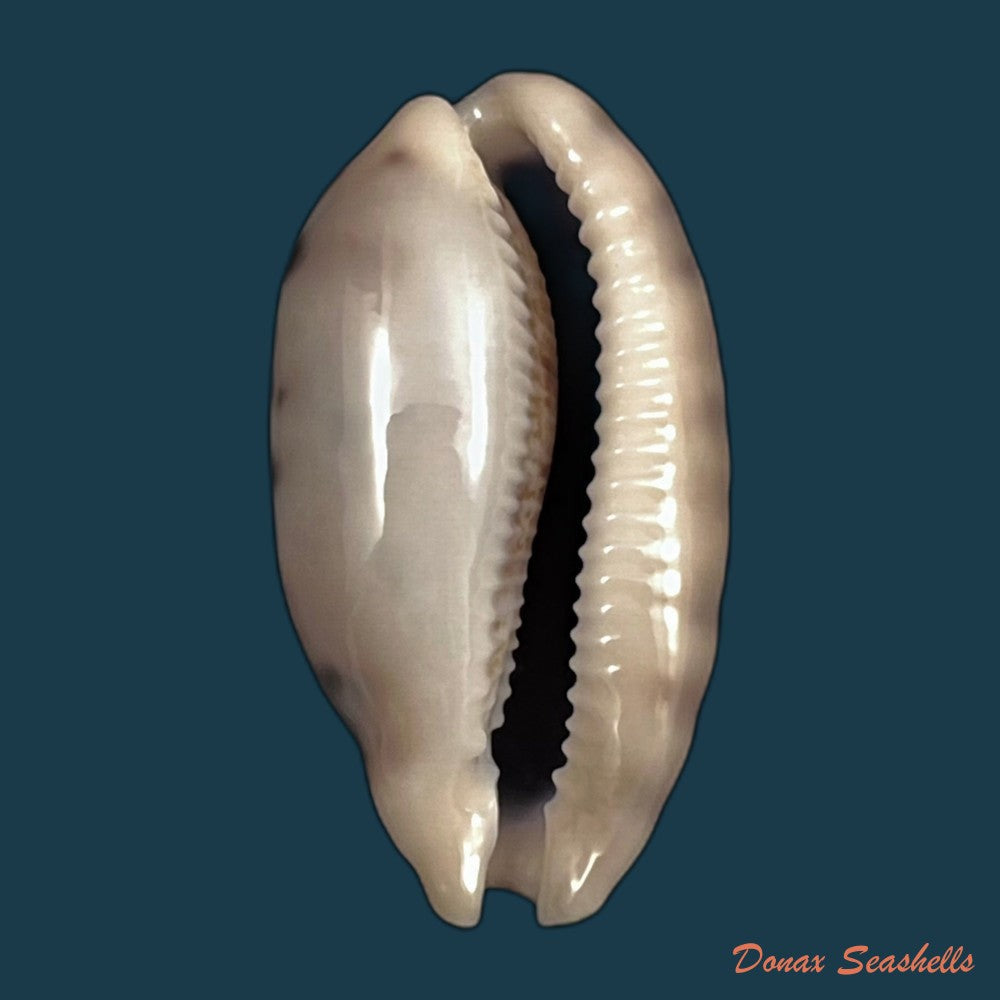 copia-de-cypraea-tigris-linnaeus-1758-92-4mm-2